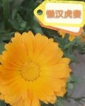 懒汉虎妻类似的小说